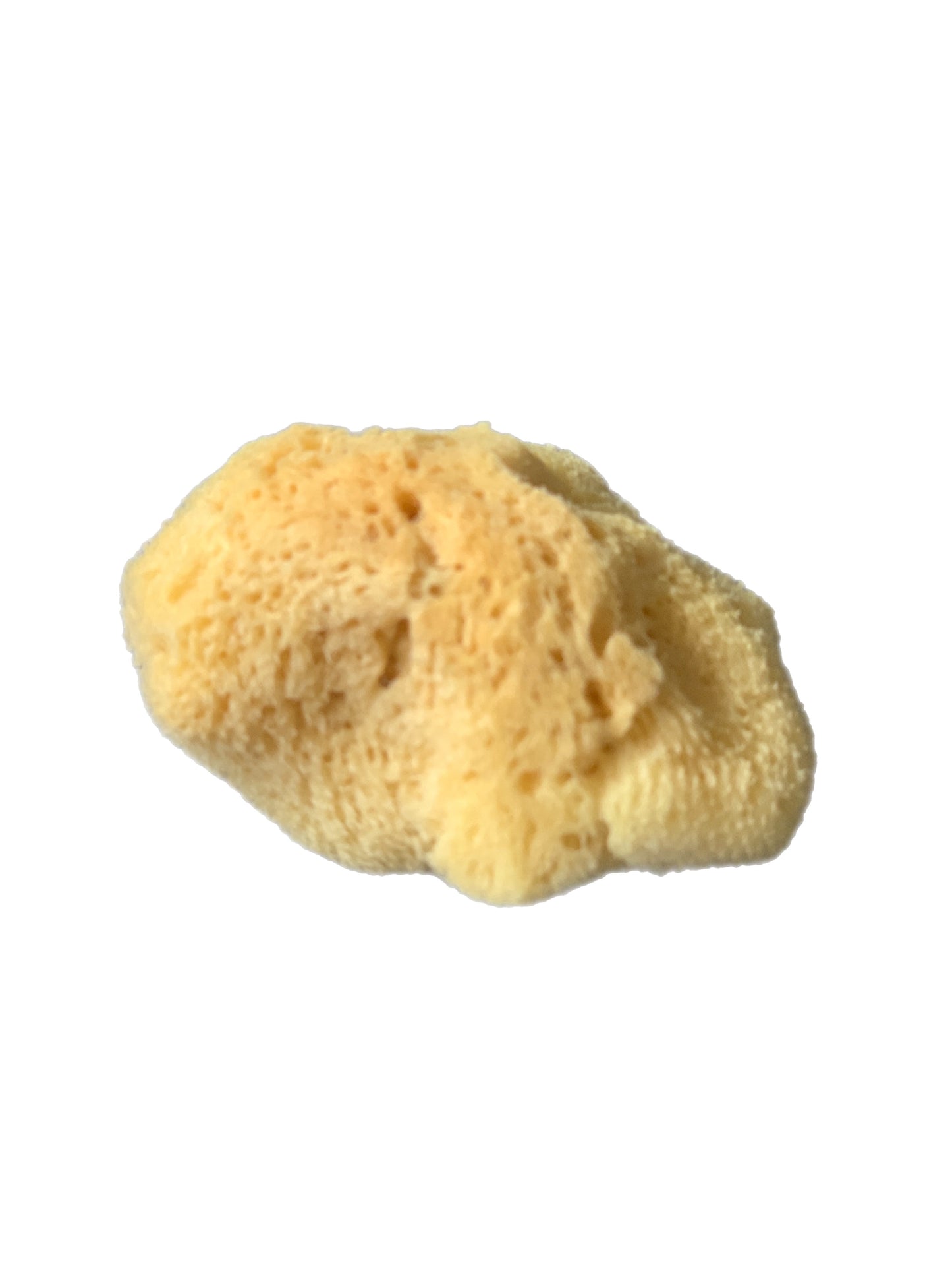 esponja marina del mediteraneo