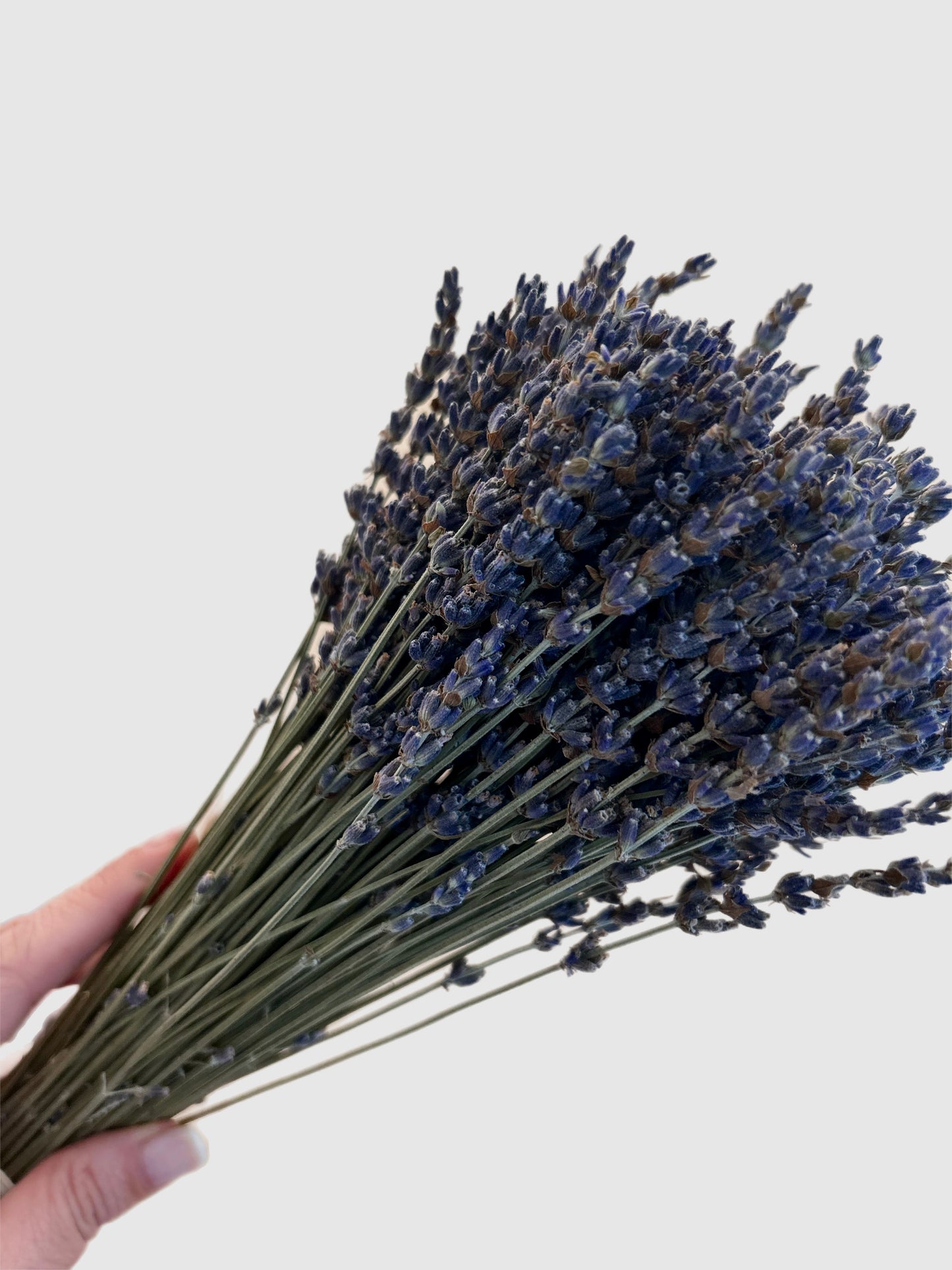 Ramillete de lavanda seca natural.Muy aromática